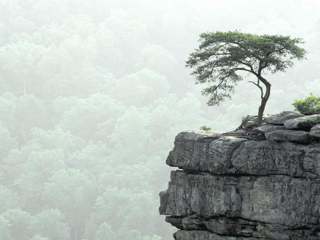 tree_019