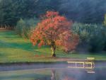 tree_020