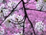tree_021
