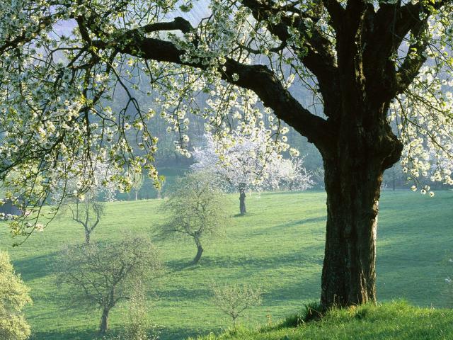 tree_022