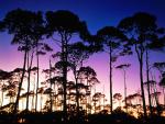tree_023