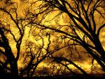 tree_025