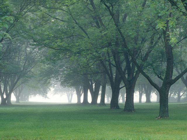 tree_026