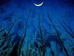 tree_028