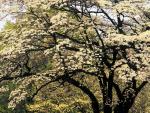 tree_029