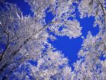 tree_031