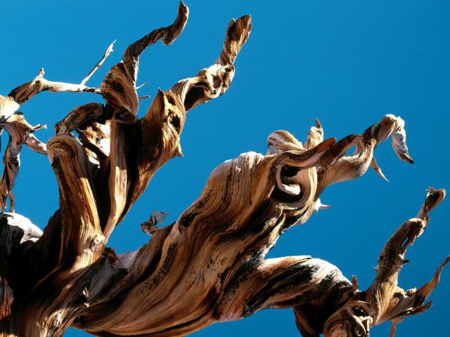 tree_035