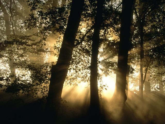 tree_038
