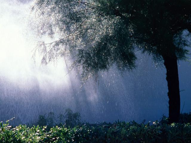 tree_042