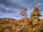 tree_045