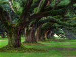 tree_047