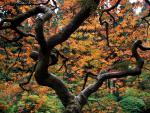 tree_052