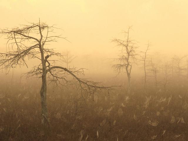 tree_055