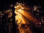 tree_058