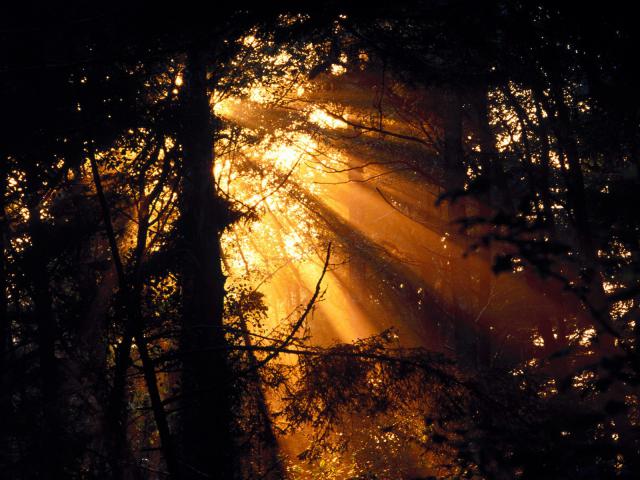 tree_058