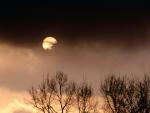 tree_060