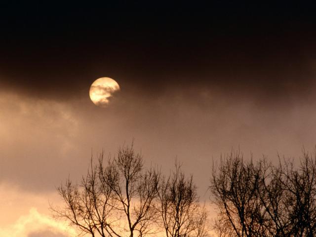 tree_060