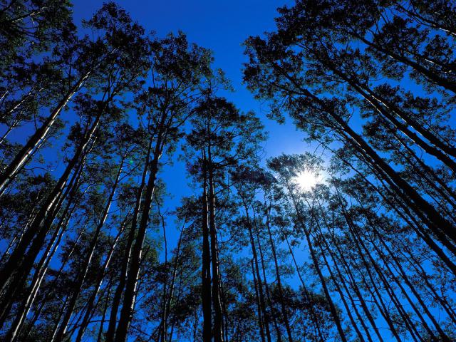 tree_064