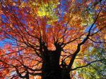 tree_065