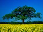 tree_069