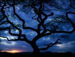 tree_070