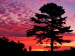 tree_073