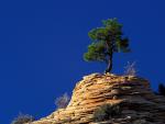 tree_074