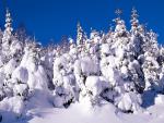 tree_077