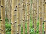 tree_078