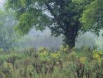 tree_081