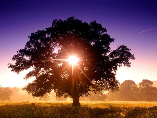 tree_086