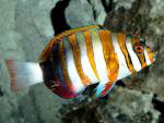 ocean-life-206