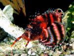 ocean-life-210