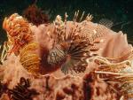 ocean-life-211
