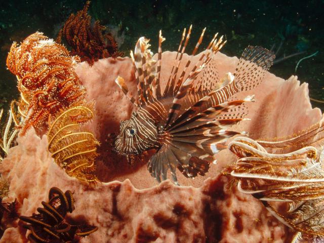 ocean-life-211