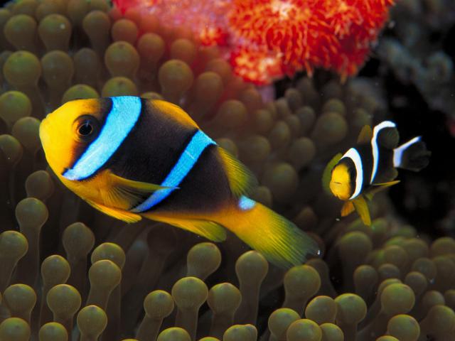 ocean-life-213