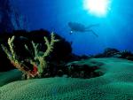 ocean-life-214