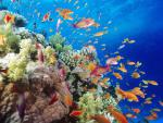 ocean-life-215