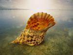 ocean-life-217