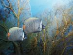 ocean-life-218