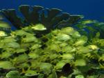 ocean-life-222