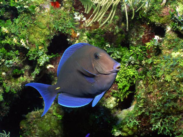 ocean-life-223