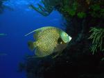 ocean-life-226