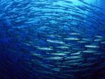 ocean-life-227