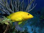 ocean-life-233