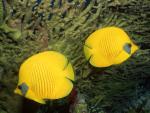 ocean-life-234
