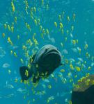 ocean-life-236