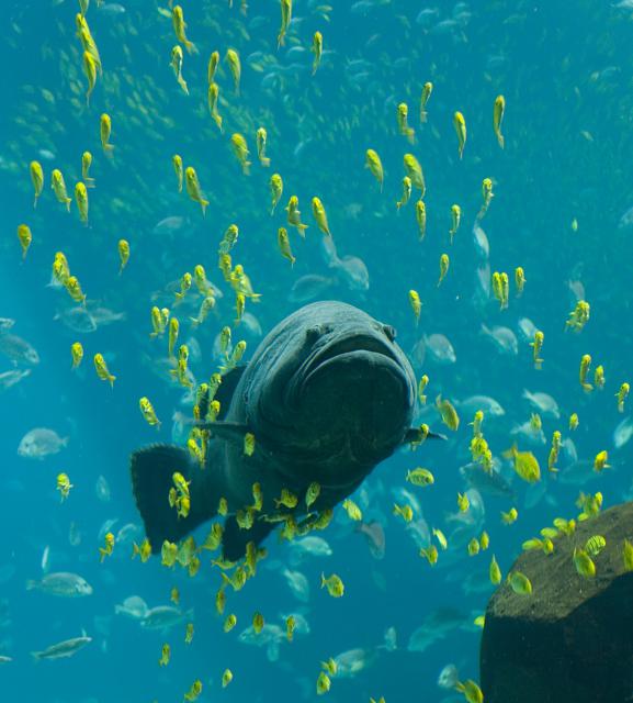 ocean-life-236