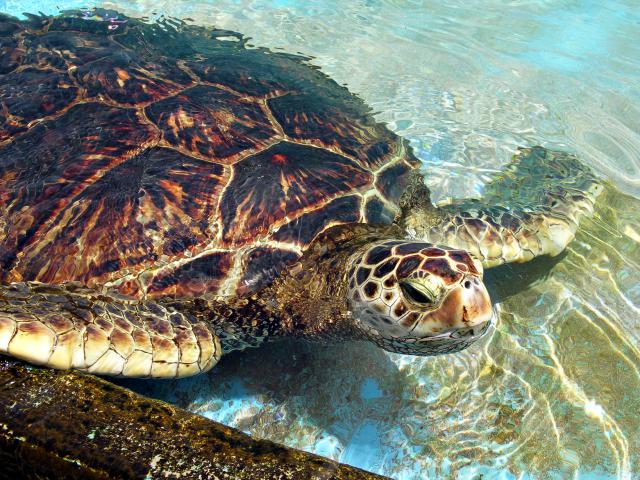 ocean-life-237