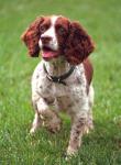 dog_257